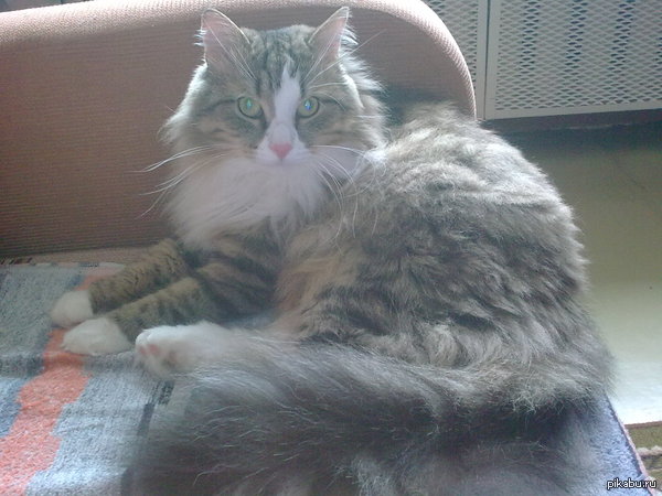 �����������, �������� ����, �������� � ����! �������