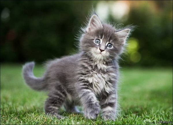 �����, �������� �����)