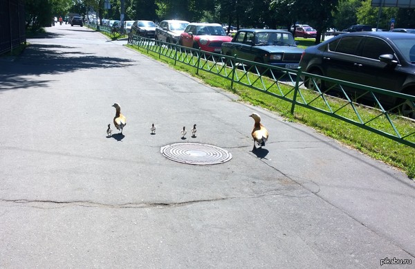 Типичные жители Москвы