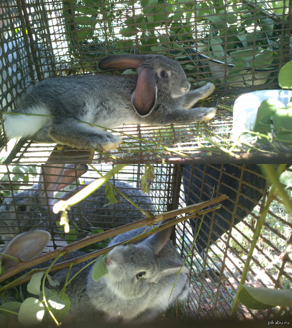 Кролики