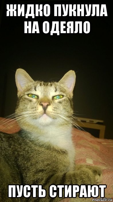 Пукнул и спать. Пукнул и спать. Пукнул и спать. Кот пукнул. Мемы про пукнул.