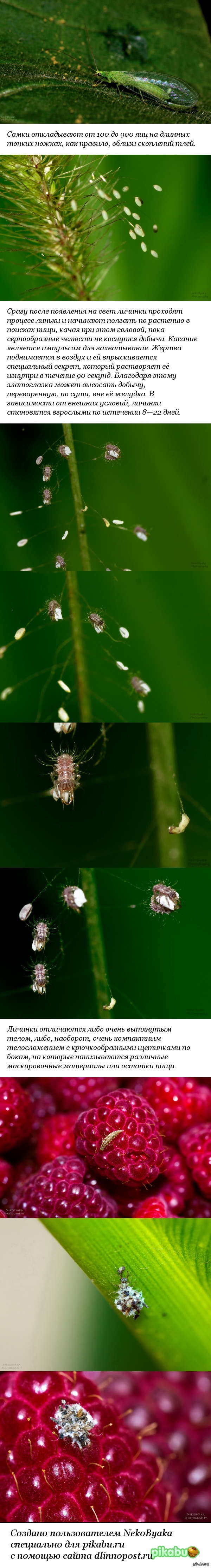 Немного о златоглазках