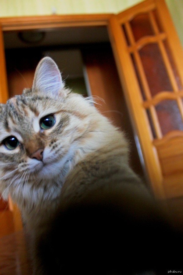 Сэлфи от моей кошки Майи