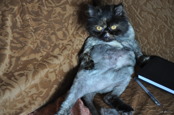 ������ �������� ���� �����)