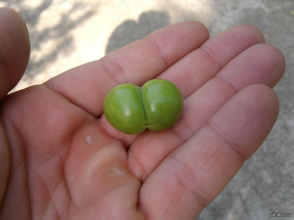 ���������� ���������