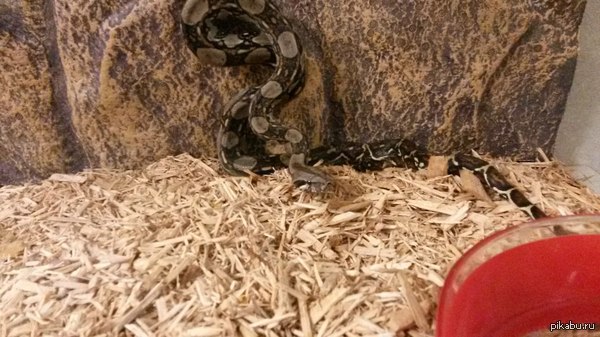 А вы все котики, да котики.... Вот идеальный питомец!