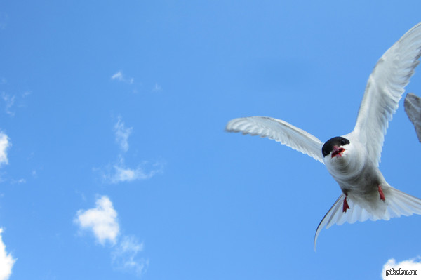 Дерзкая птичка