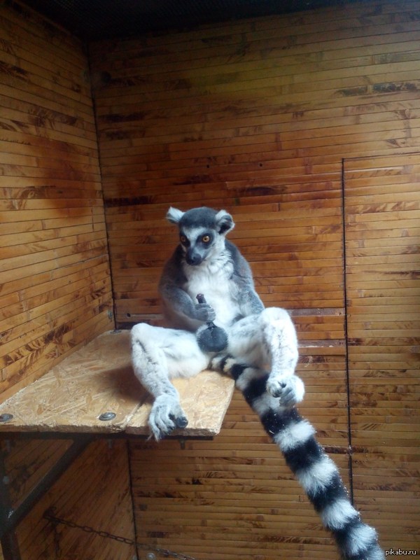 Here's a zoo - NSFW, My, Zoo, Lemur, The photo