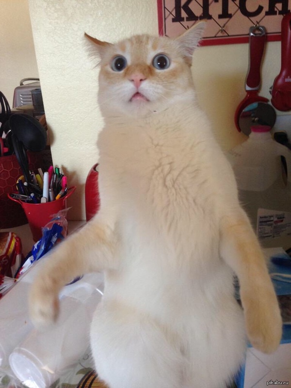 -  ? 