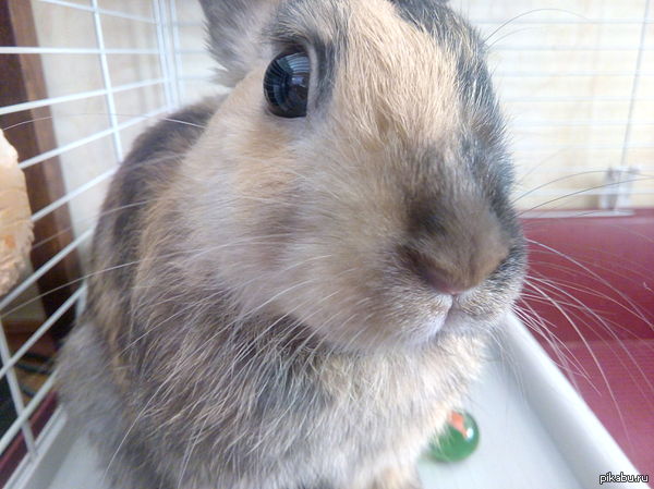 Кролик (на philips v387)