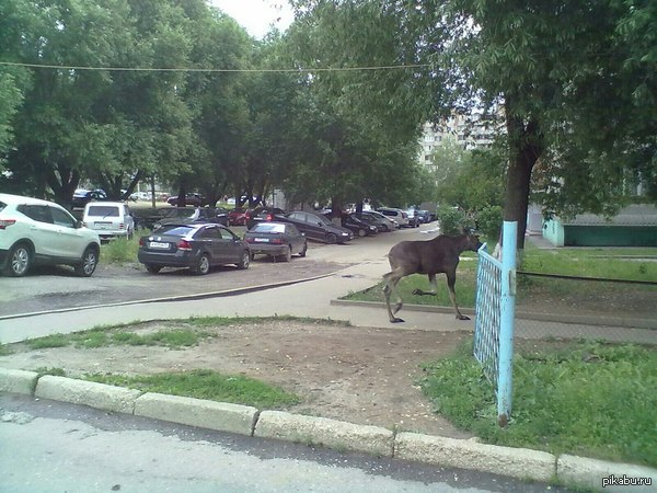 Во Владимире из парка сбежал лось