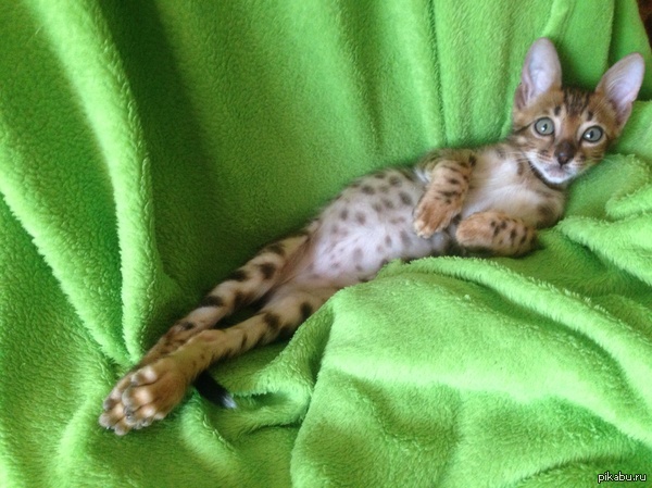 Лорд Картон.