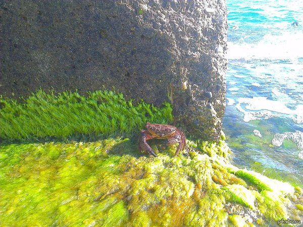 Царь. Просто царь.