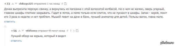 Обзор на хорька.