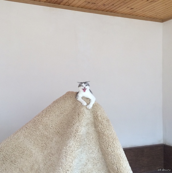 ������ �2