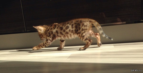 Маленький убийца.