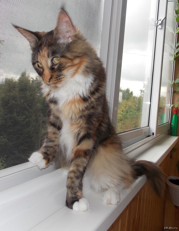 ���! ��������! ����� ����� ������!