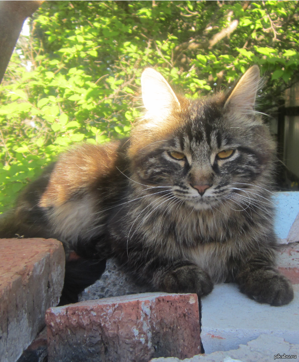 Он смотрит на тебя, как на...