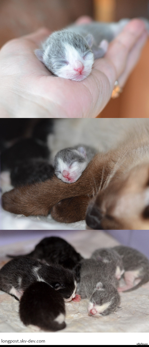 ������� ��������� ������