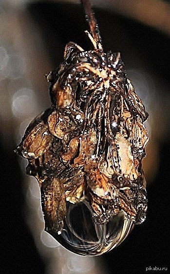 ������ �����