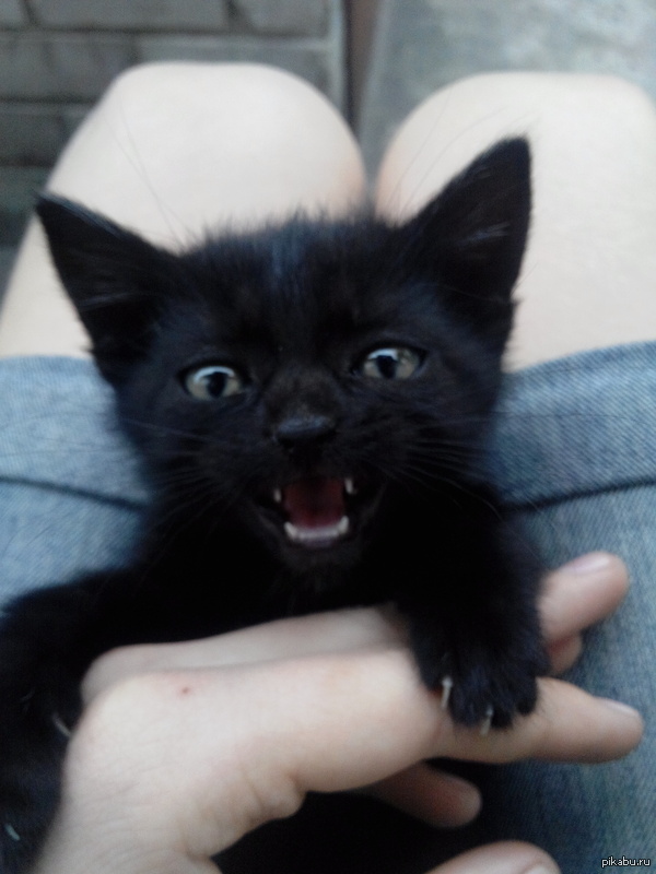 Вот такой котенок как-то пришел ко мне в дом