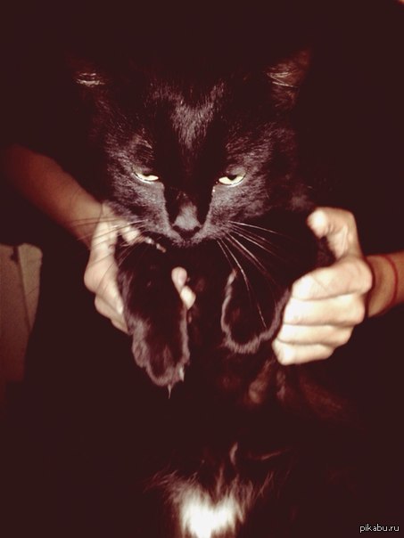 I will kill your... Fucking humans...