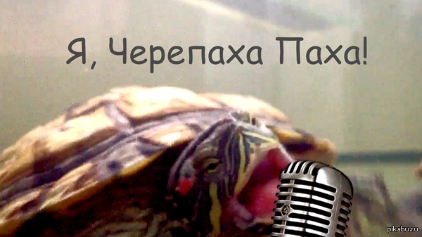 I want to get a rating of 150? to publish a video where Turtle Groin sings!) Help? - My, Turtle, Paja Turtle, Pond slider, funny turtle