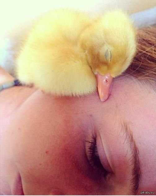 Duck sleep. Спящий утенок. Засыпающий утенок. Пушистый утенок. Спящий утенок.