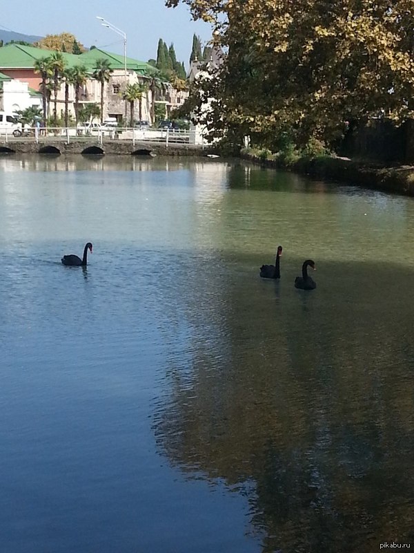 Black swans are so beautiful, aren't they? - My, Birds, Swans, Black, Nature, The park, Lake, The photo