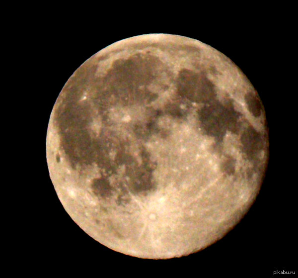 Кошечки, собачки... А вот вам самый верный спутник нашего мира.