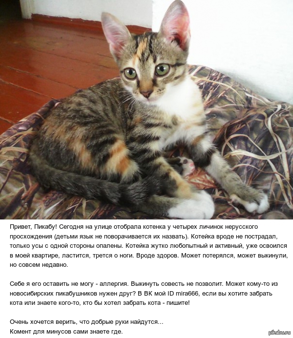 Найден котенок, Новосибирск. Прошу лигу Добра помочь найти хозяина!