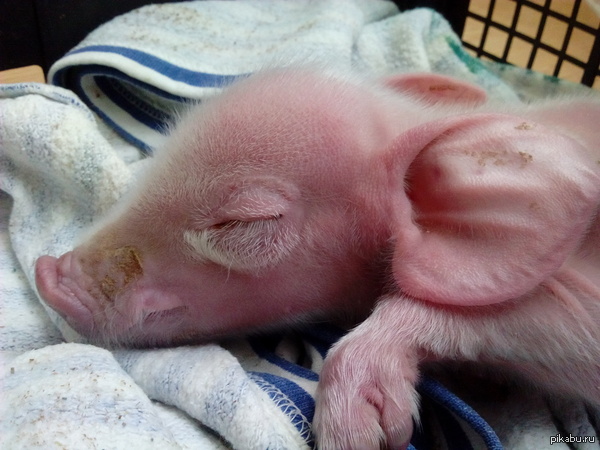 �� ��� ���� �������� ��� � ���� ������� ���� ������))