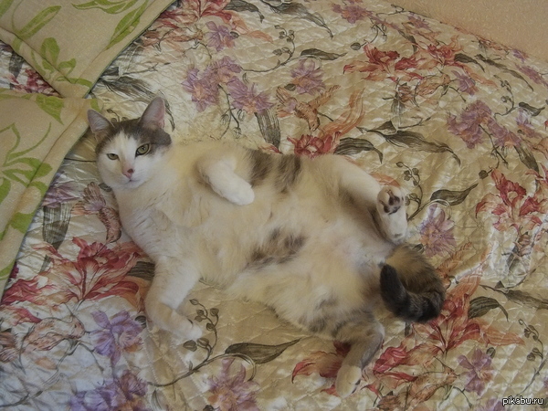 ����� ���� ���������