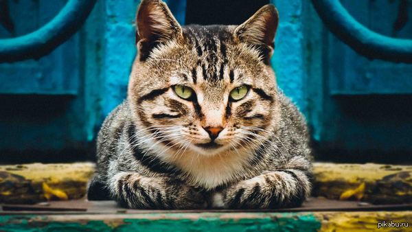 ������� ���