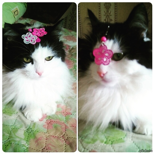 Кот в цветочек