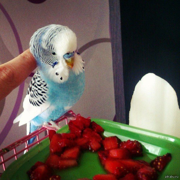 �������� ����