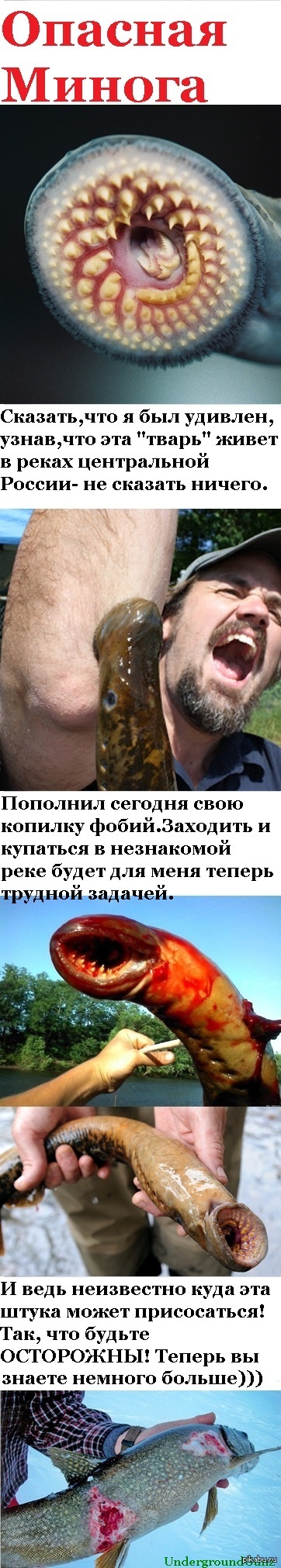  !           ).    : http://www.nat-geo.ru/nature/49586-minoga-plavaet-no-ne-ryba/