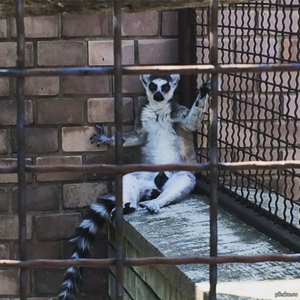 ������ �����������