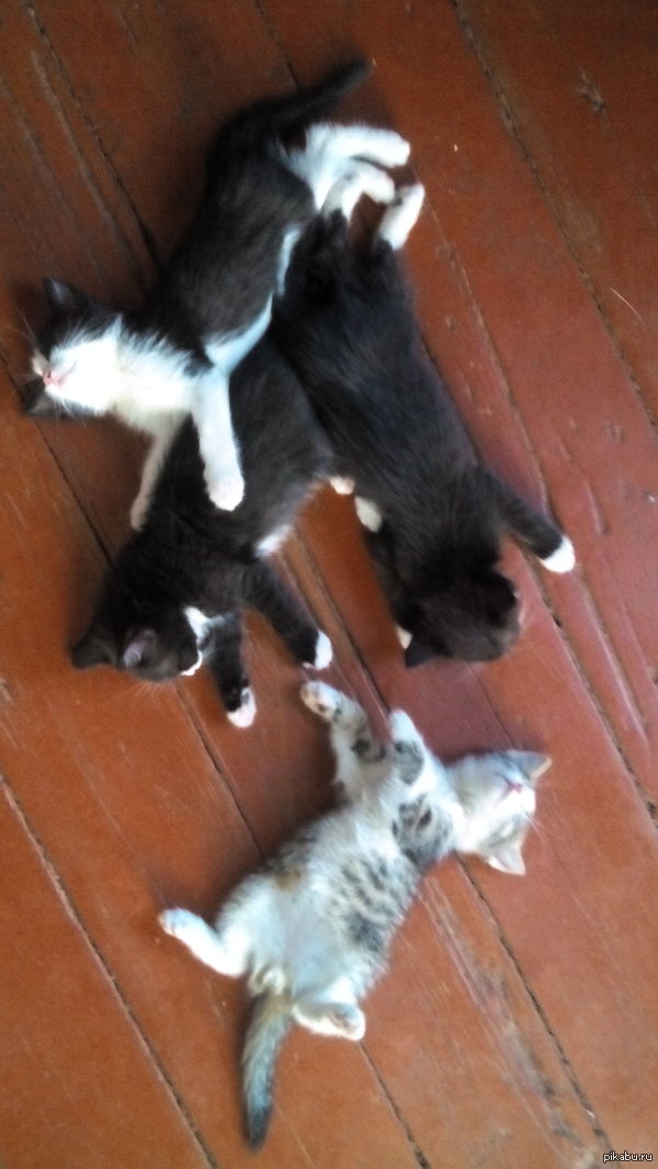 ���� ������� ������