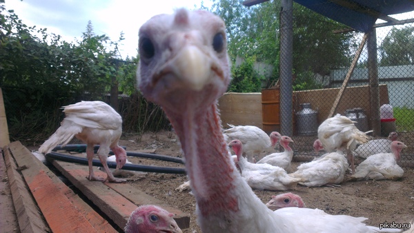 � ������� ��������� �� �����.