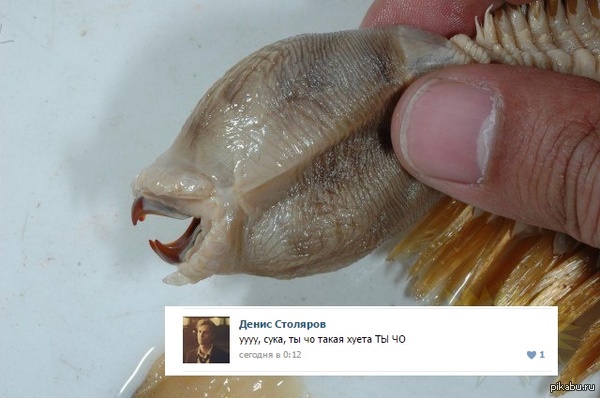 ��� ����� ��� �� ����