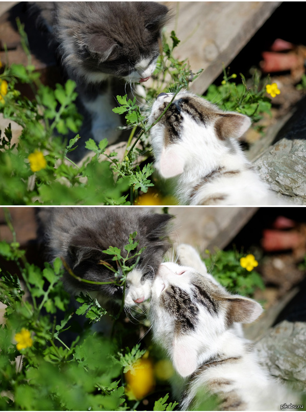 Дай поцелую! фотографировала котят на алтае, по-моему получилось очень трогательно ^^