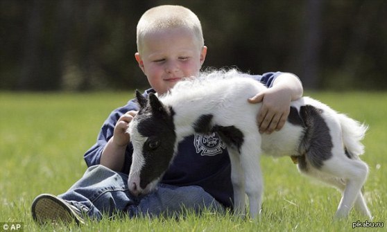 Знакомьтесь Эйнштейн (Einstein), самая маленькая лошадь в мире, которая весит меньше, чем новорожденный ребенок.
