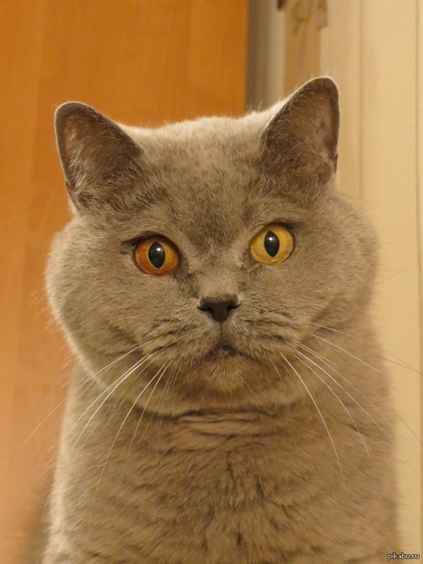 ���� �� ������� :)  ��� �����