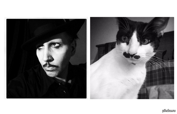 Кошачья версия Мэрилина Мэнсона