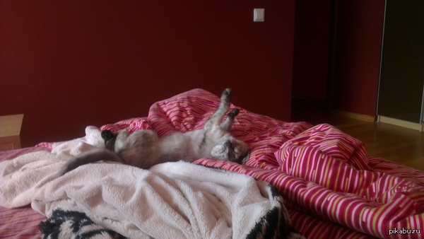 Кота спит как-то так