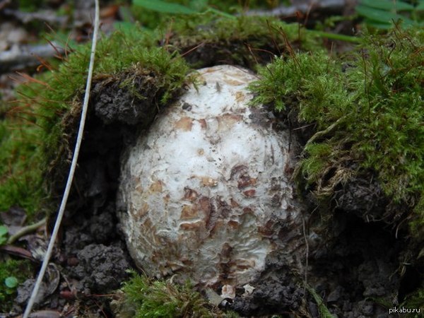 Белое золото наших лесов!