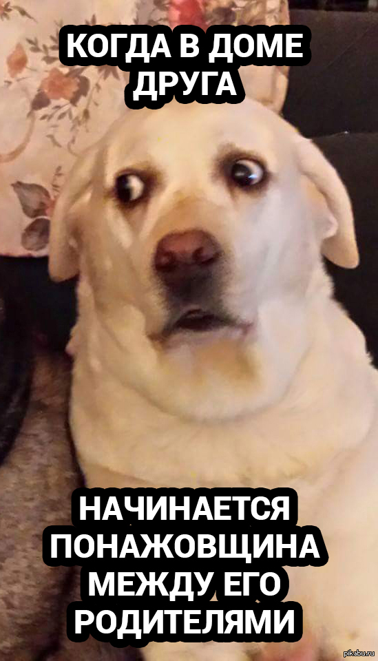 Милые песели. Собака мем. Уходим собачки мем. Мем собачка добрячка. Мем про собачку.