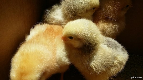 Завезли цып. Пришлось покупать, так как...