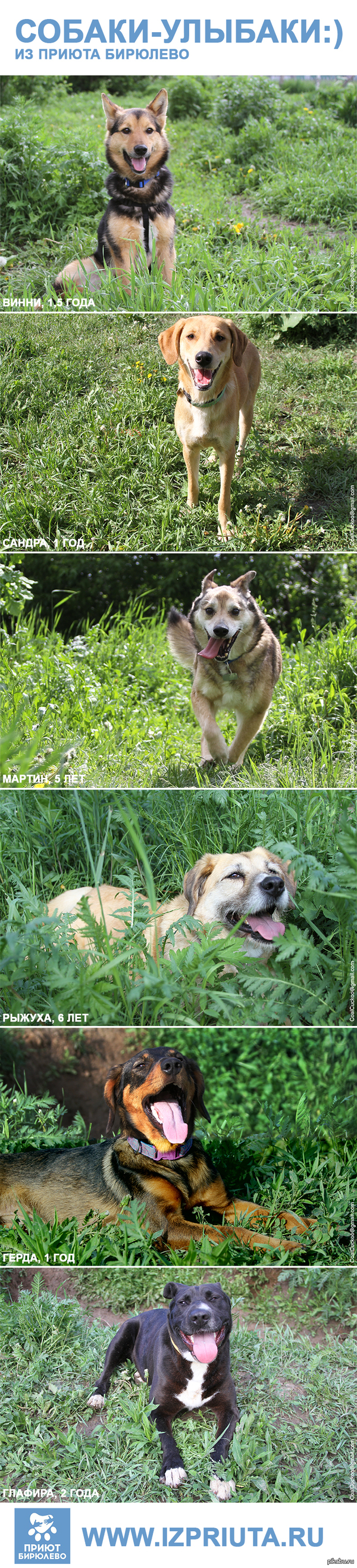 Собаки-улыбаки